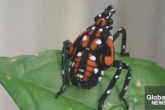 ONLINE_STILL_LANTERN_FLY