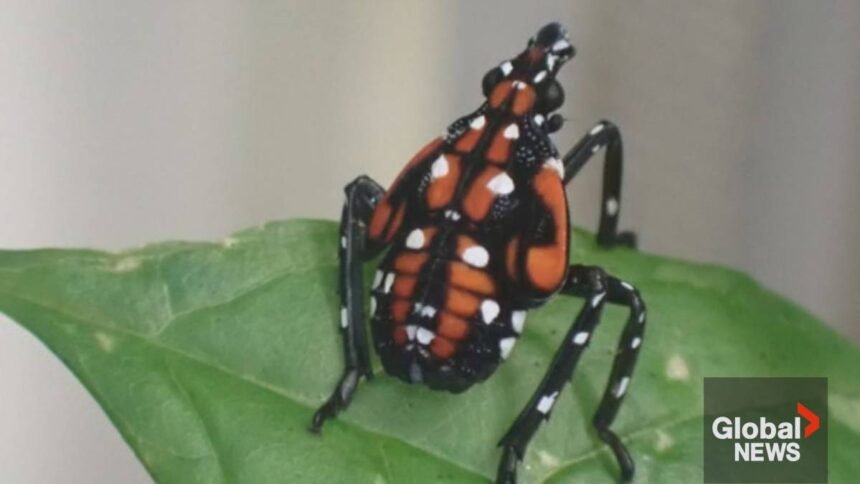 ONLINE_STILL_LANTERN_FLY