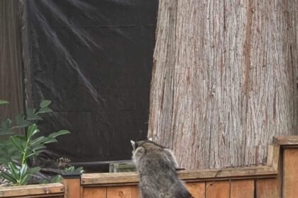 RACOON-LEG-HOLD-TRAP-PIC-2