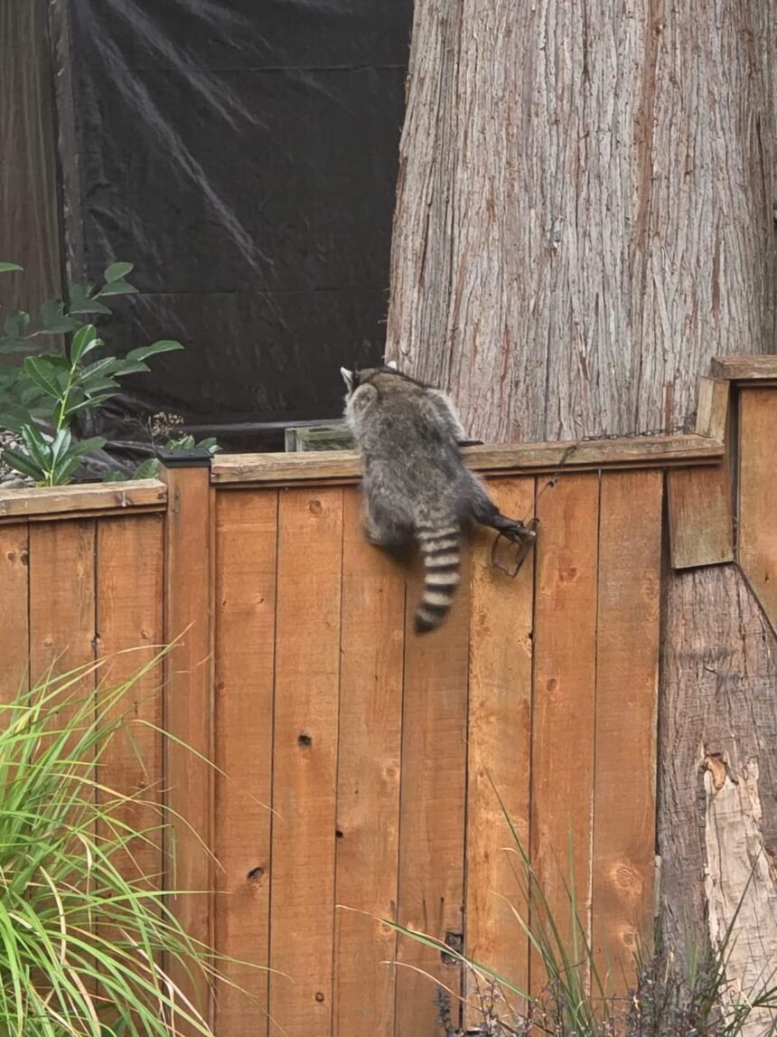RACOON-LEG-HOLD-TRAP-PIC-2