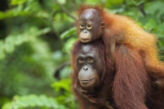 baby-and-mother-orangutan-e1789057151518