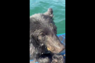 baby-bear