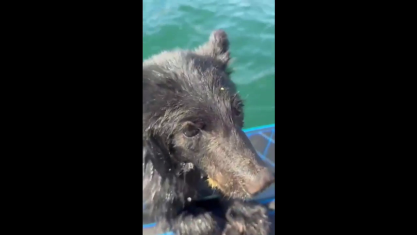 baby-bear