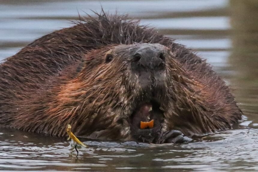 beaver-mouth-and-teeth2