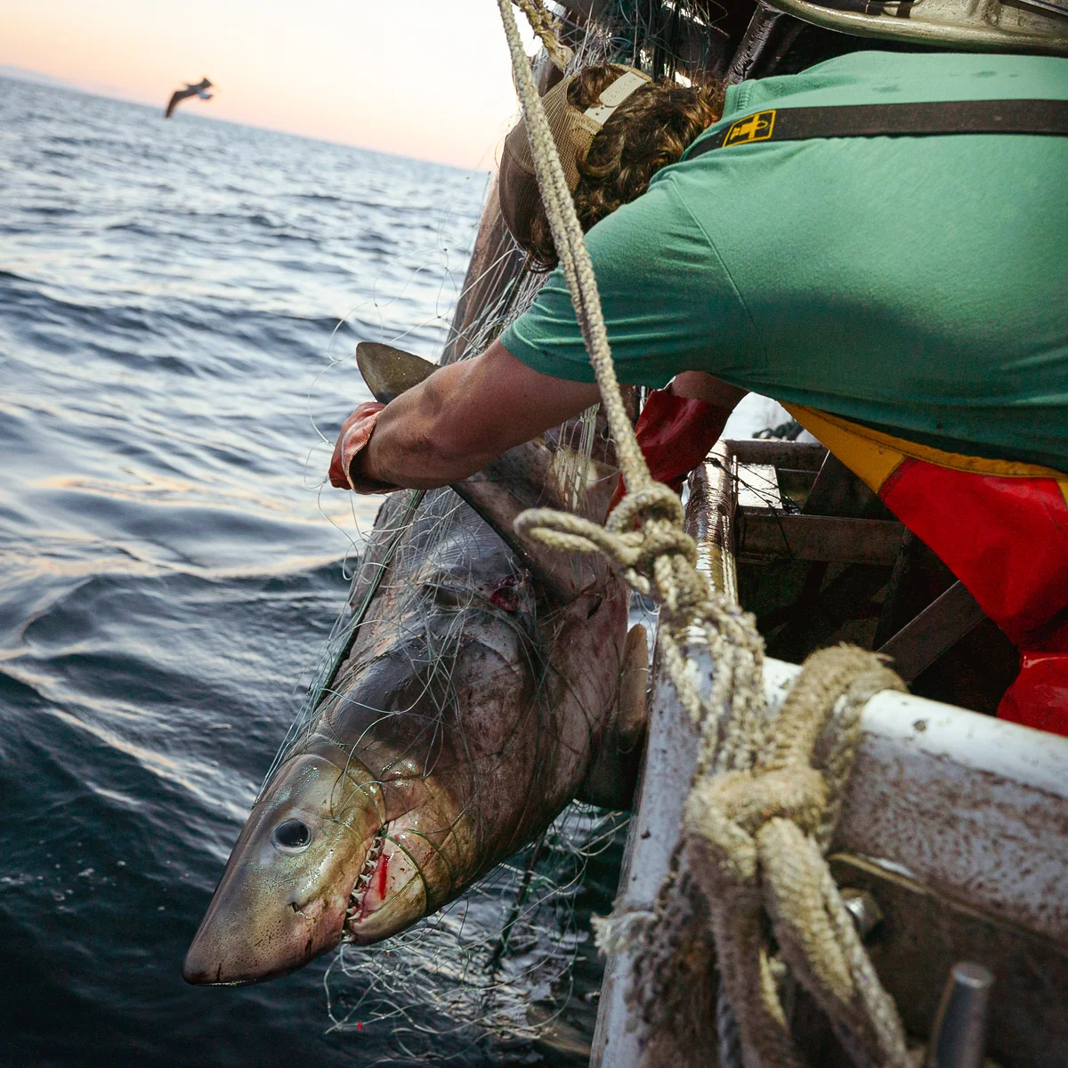 Shark and Marine Mammal Concerns
