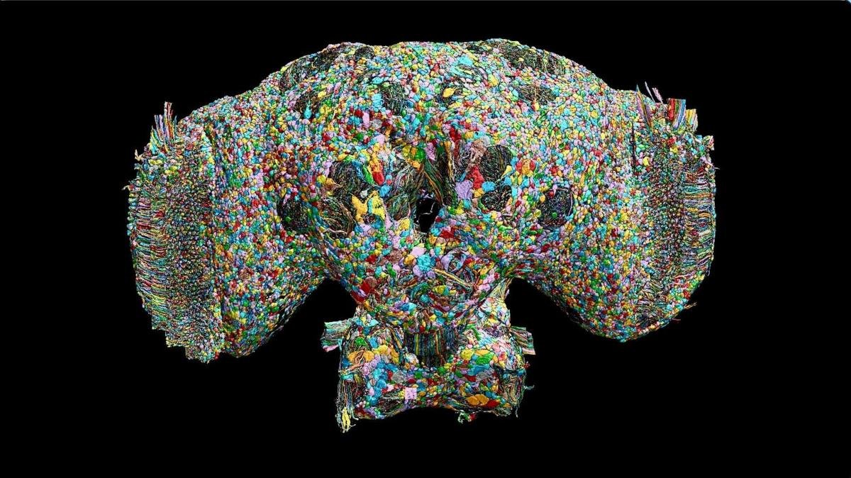 Could the Wiring Improve Artificial Intelligence?
