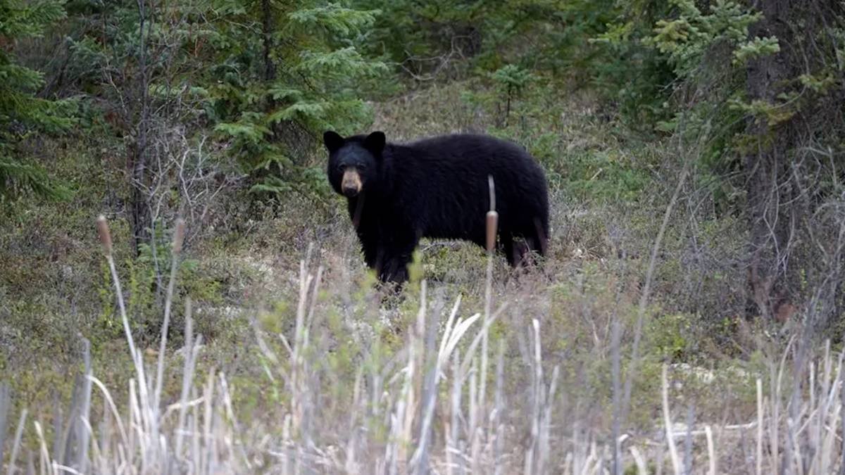 A reminder for life in bear country