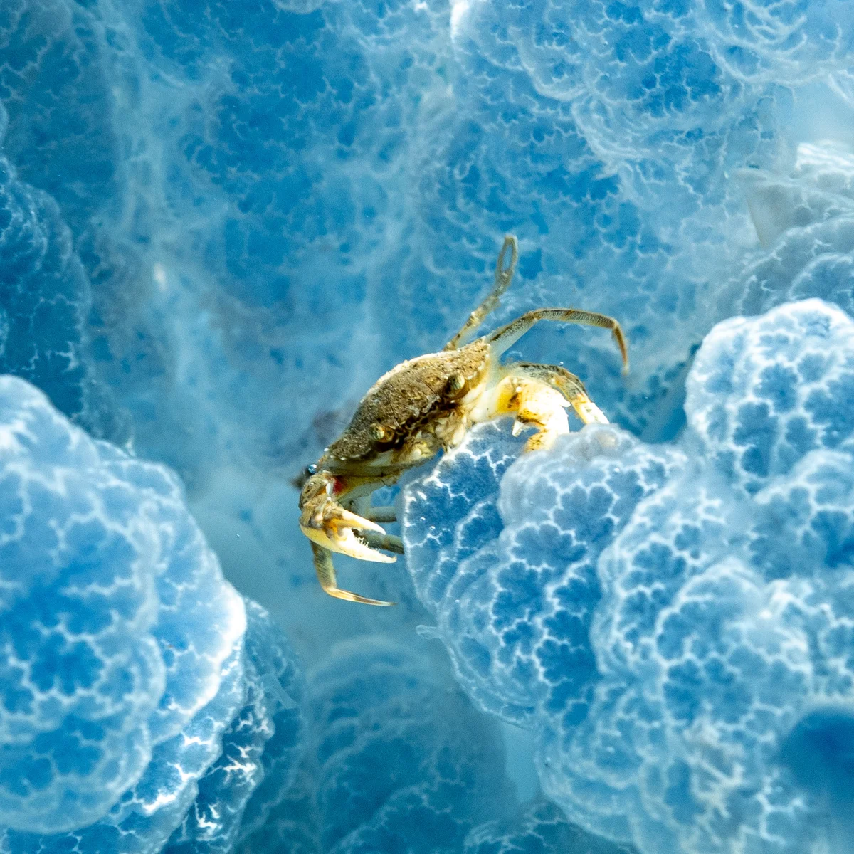 Linking the Images to US Climate Action