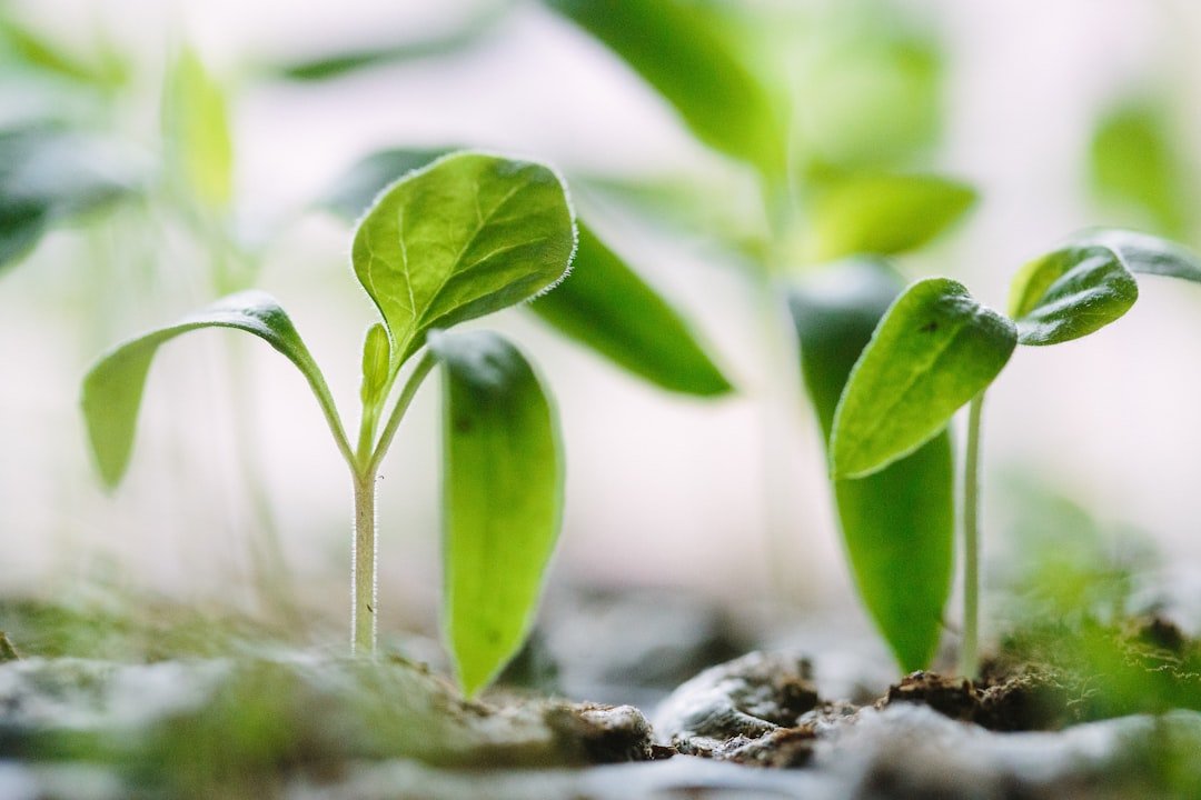 The Emerging Nuance: Growing "Wiggle Room"