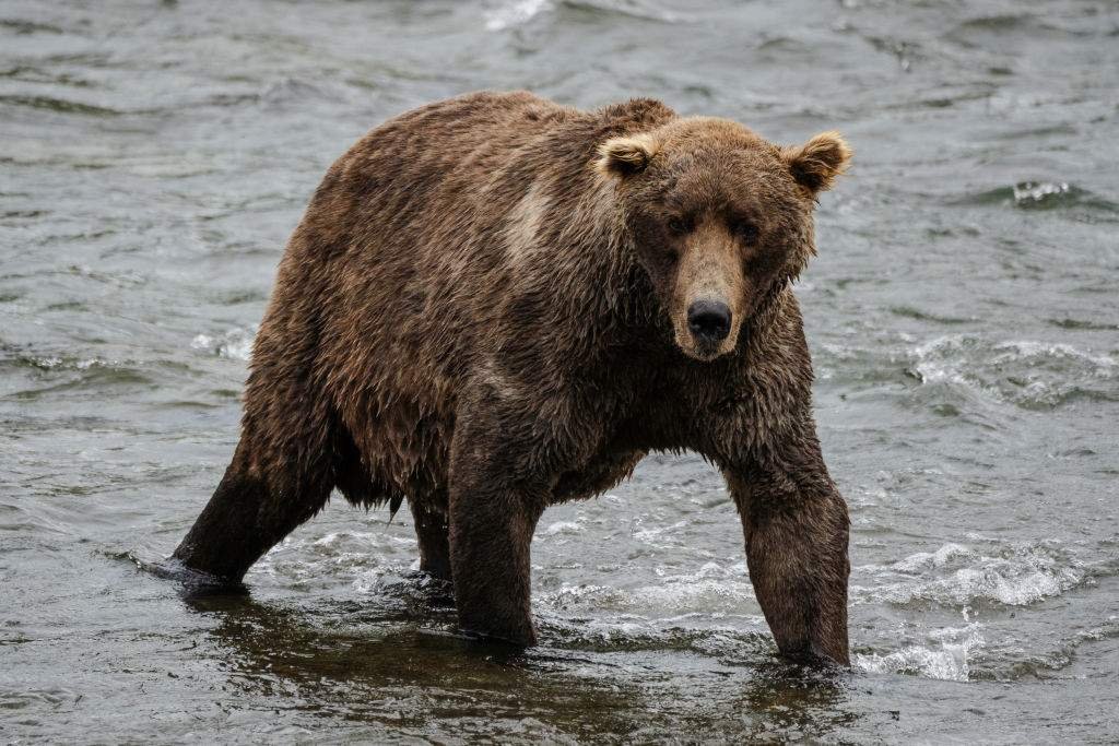 Global Participation in Alaskan Tradition