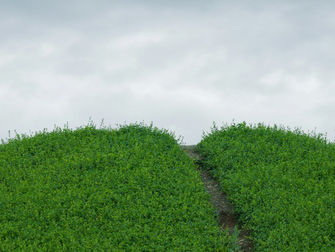 Potential Paths Forward