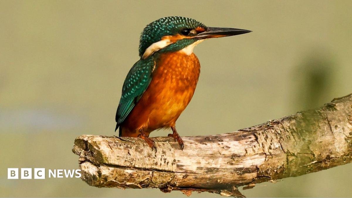 Wildlife thrives in the wetland  