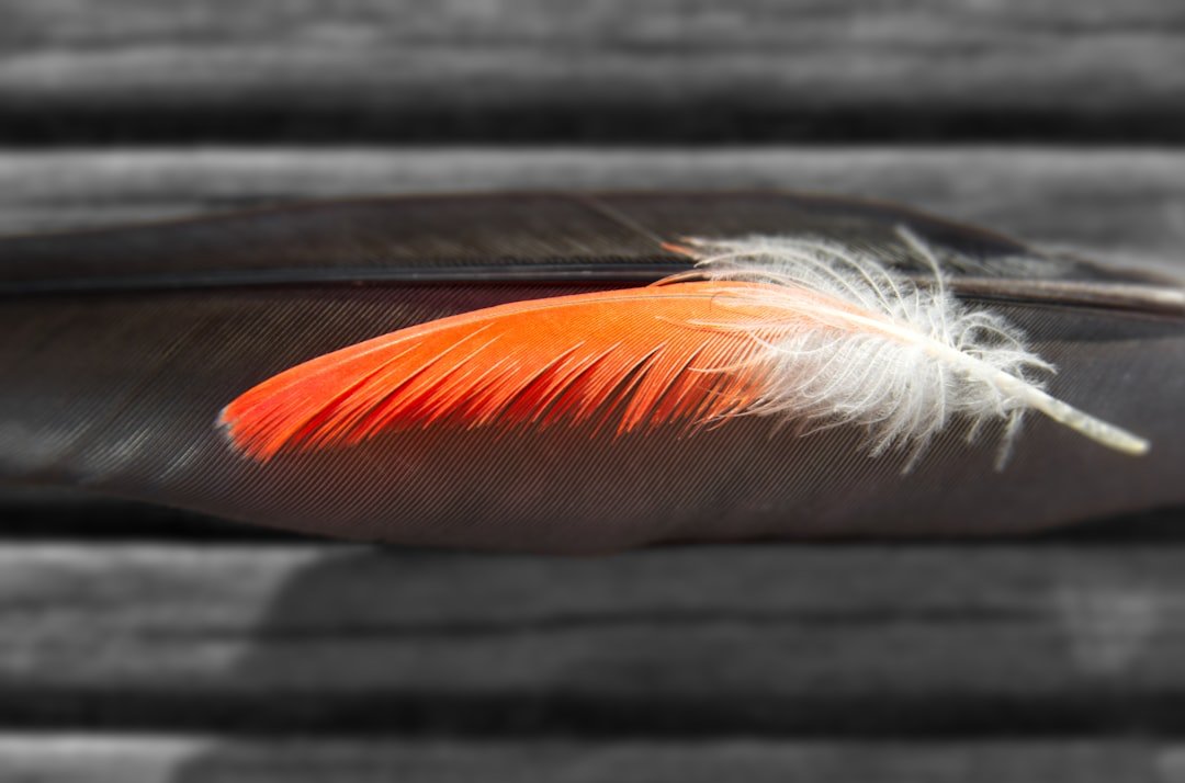What the Feather Reveals About Avian Adaptation  