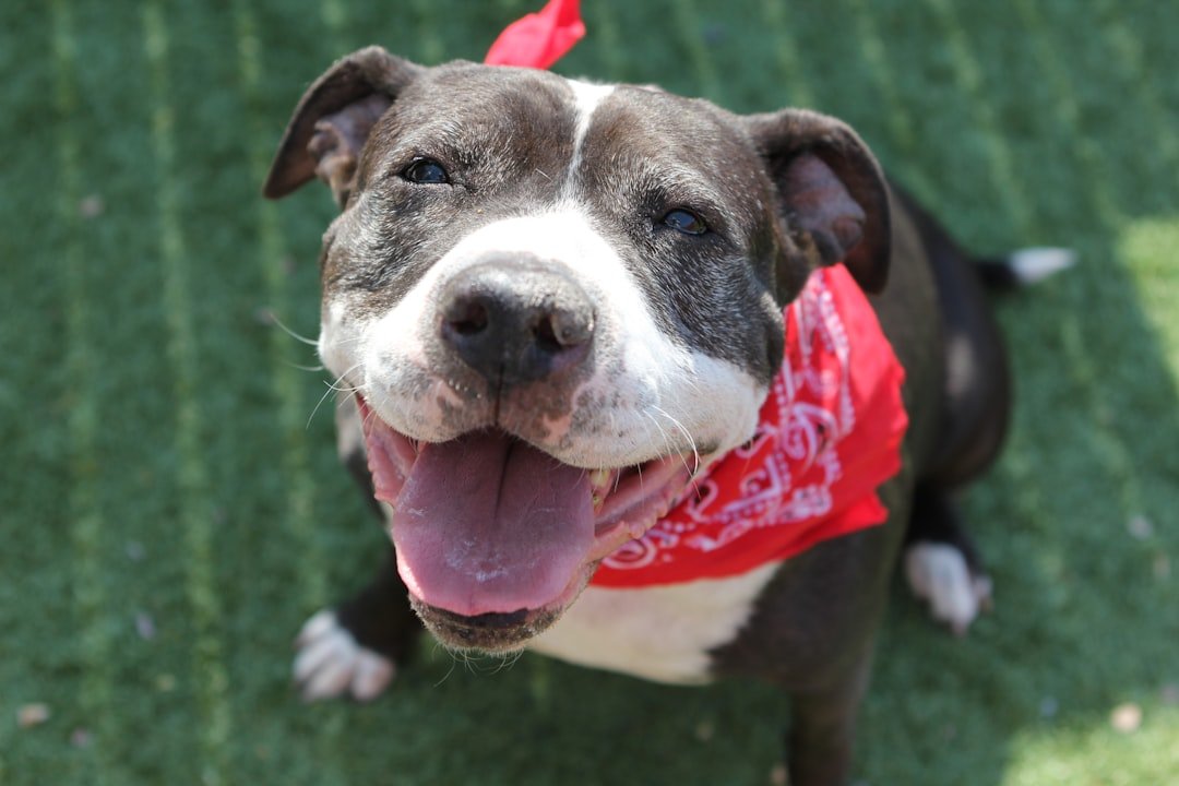 The Red Bandanna Rescue
