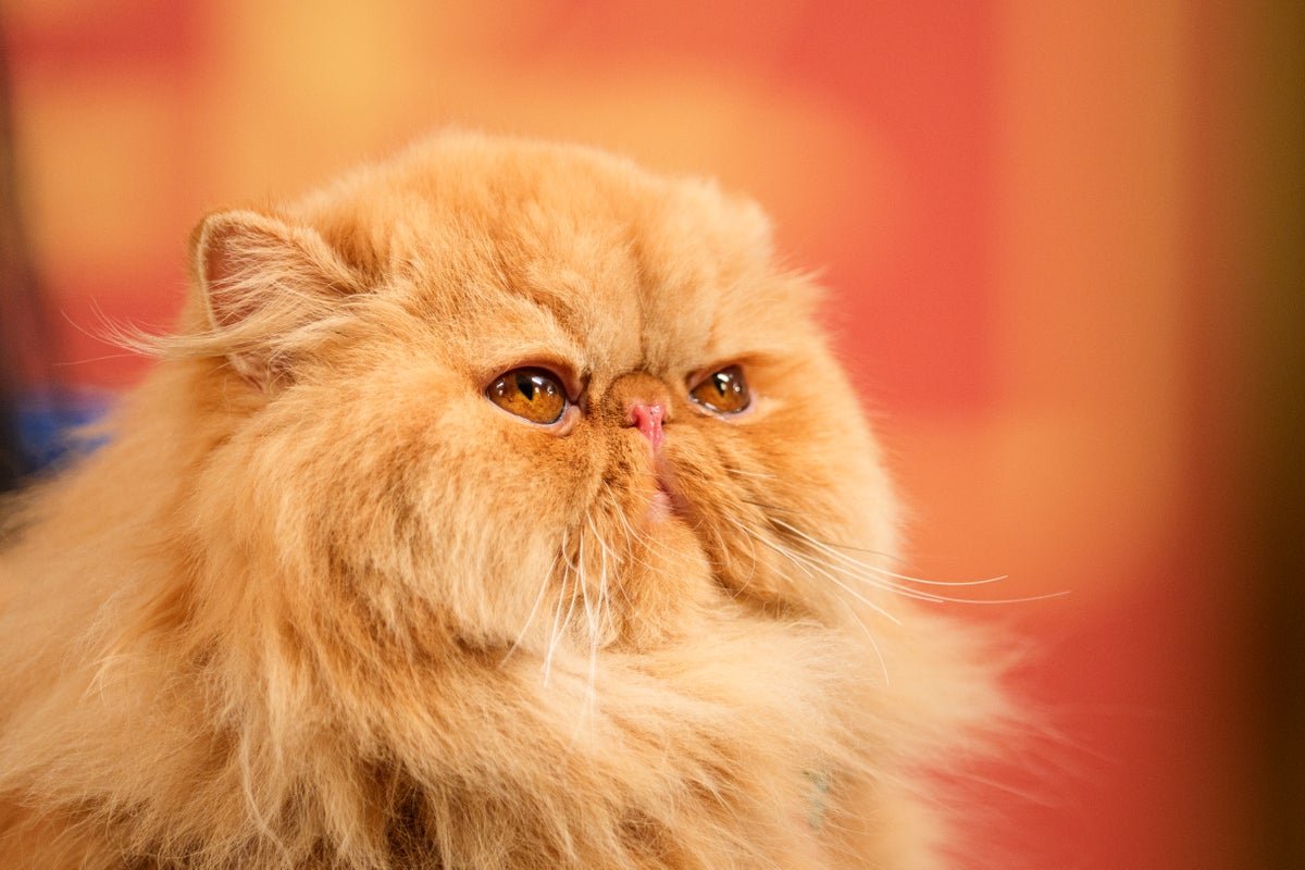 Genetic Breakthrough in Feline Tumours