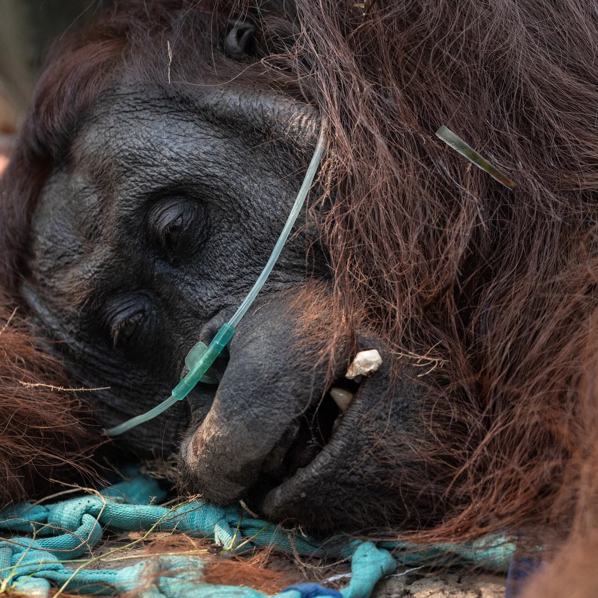 Global Implications for Conservation