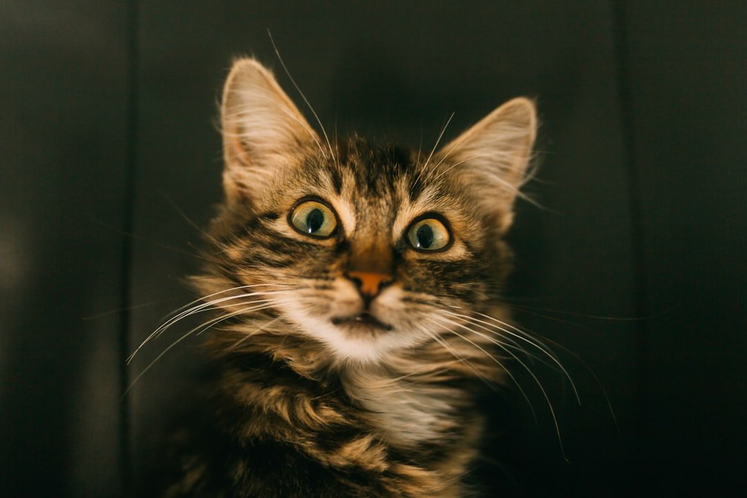 Funding the Feline’s Future