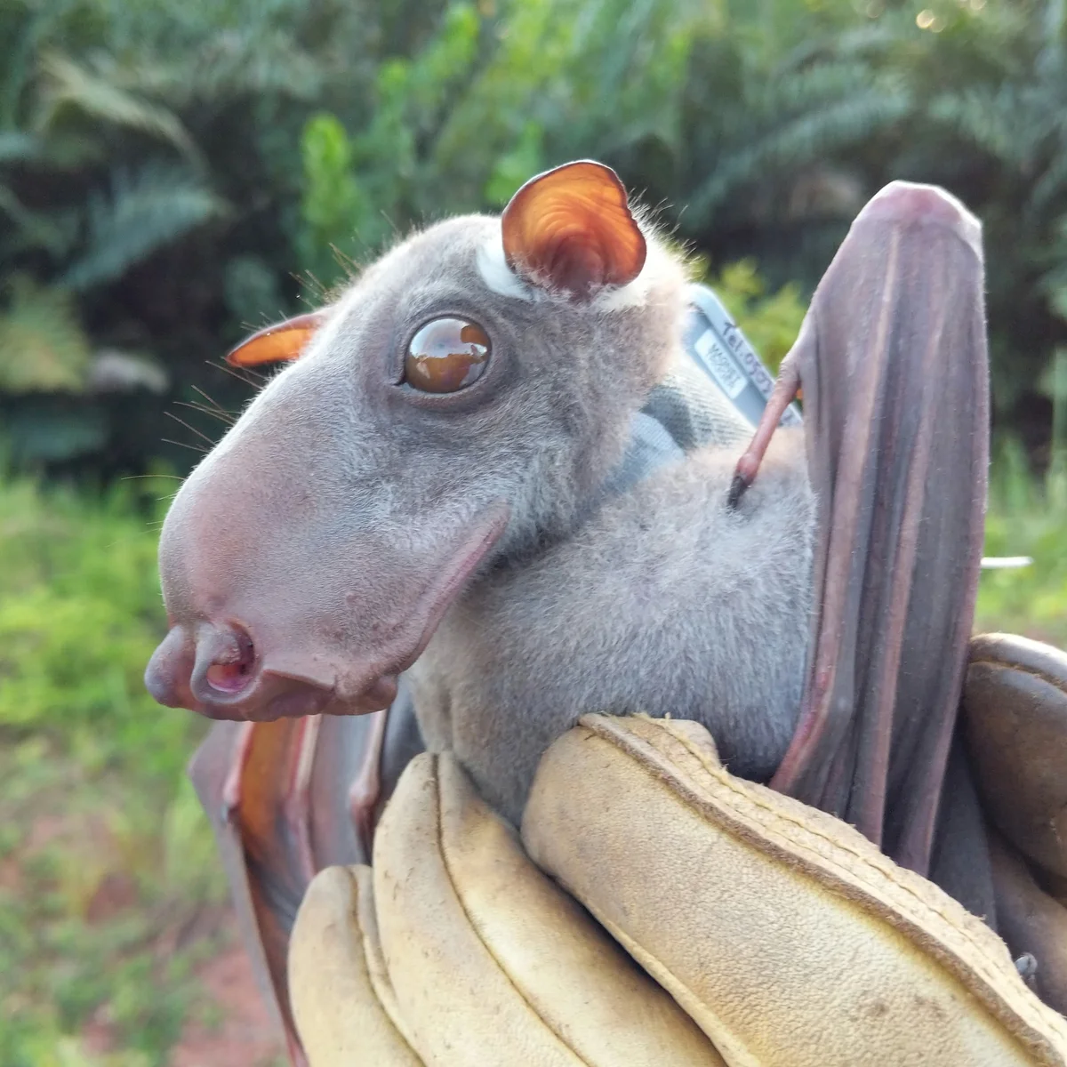Conservation Crisis Looms