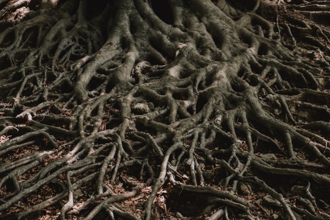 Root Causes Uncovered