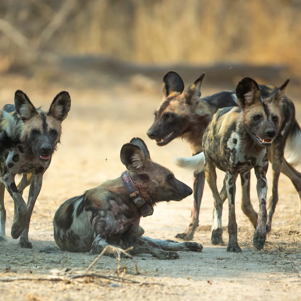 Future of Wildlife Corridors