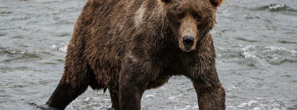 More Than a Spectacle: Survival Depends on Stored Fat