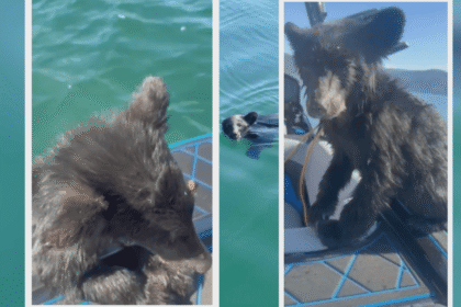 web_still_5P_KEL_RESCUED_BEAR_CUB_OM021DOG