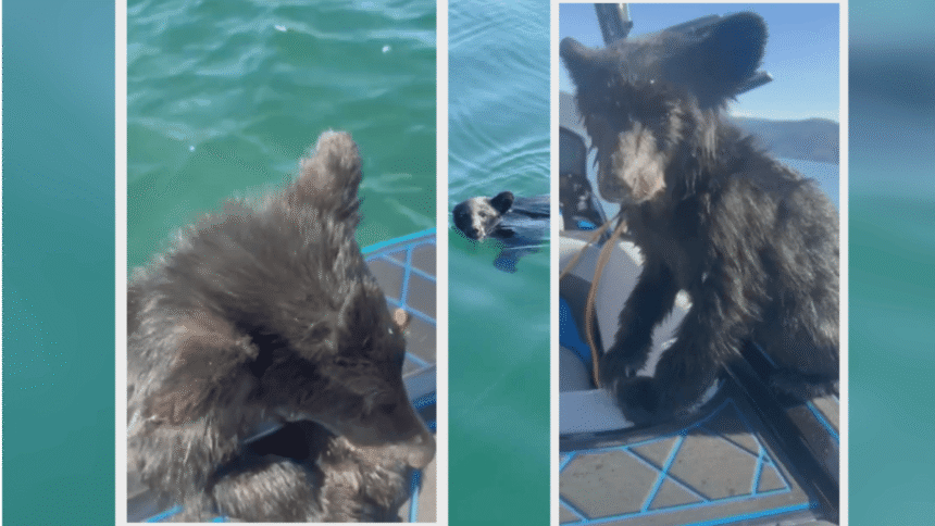 web_still_5P_KEL_RESCUED_BEAR_CUB_OM021DOG