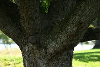 13dc-trees-new-ptqw-mediumSquareAt3X