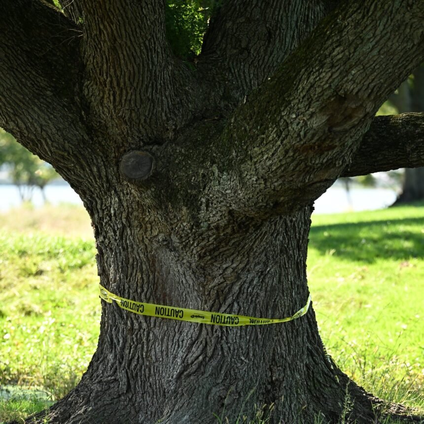 13dc-trees-new-ptqw-mediumSquareAt3X