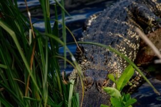 17xp-alligator-alt-zcbw-mediumSquareAt3X