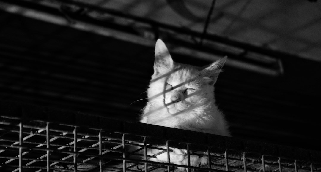 The Calculus of Cruelty