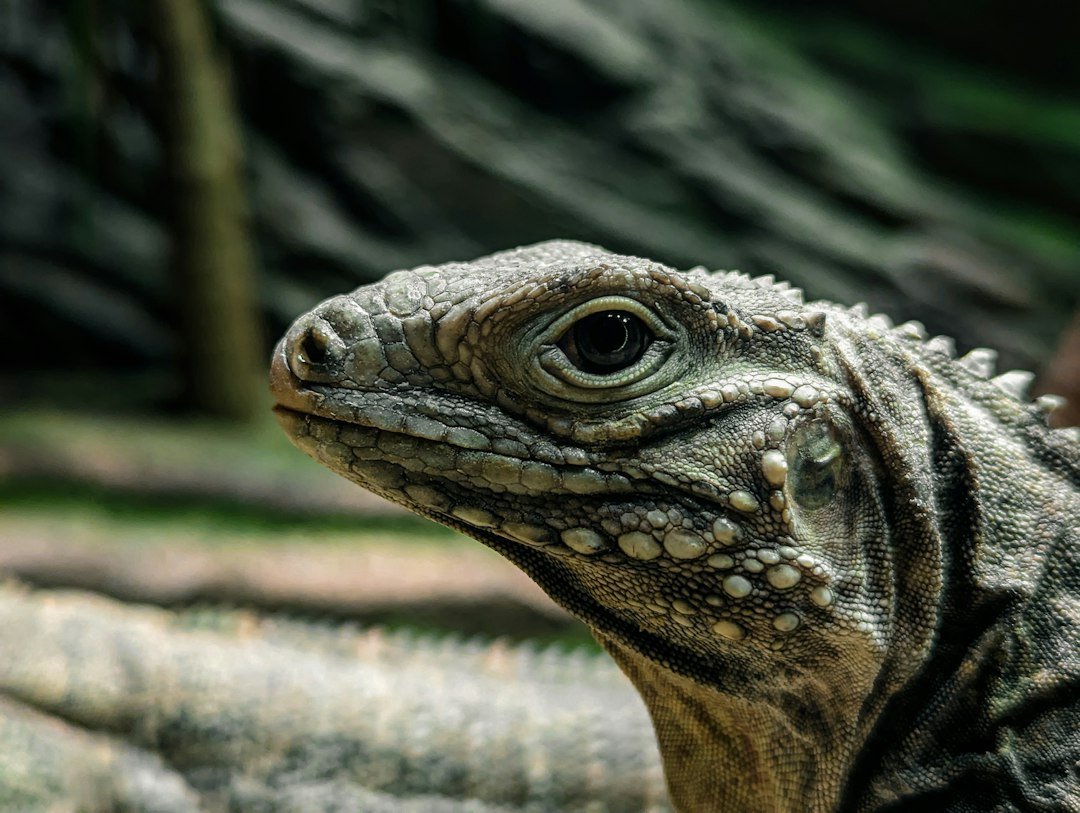 Removal of the Reptile