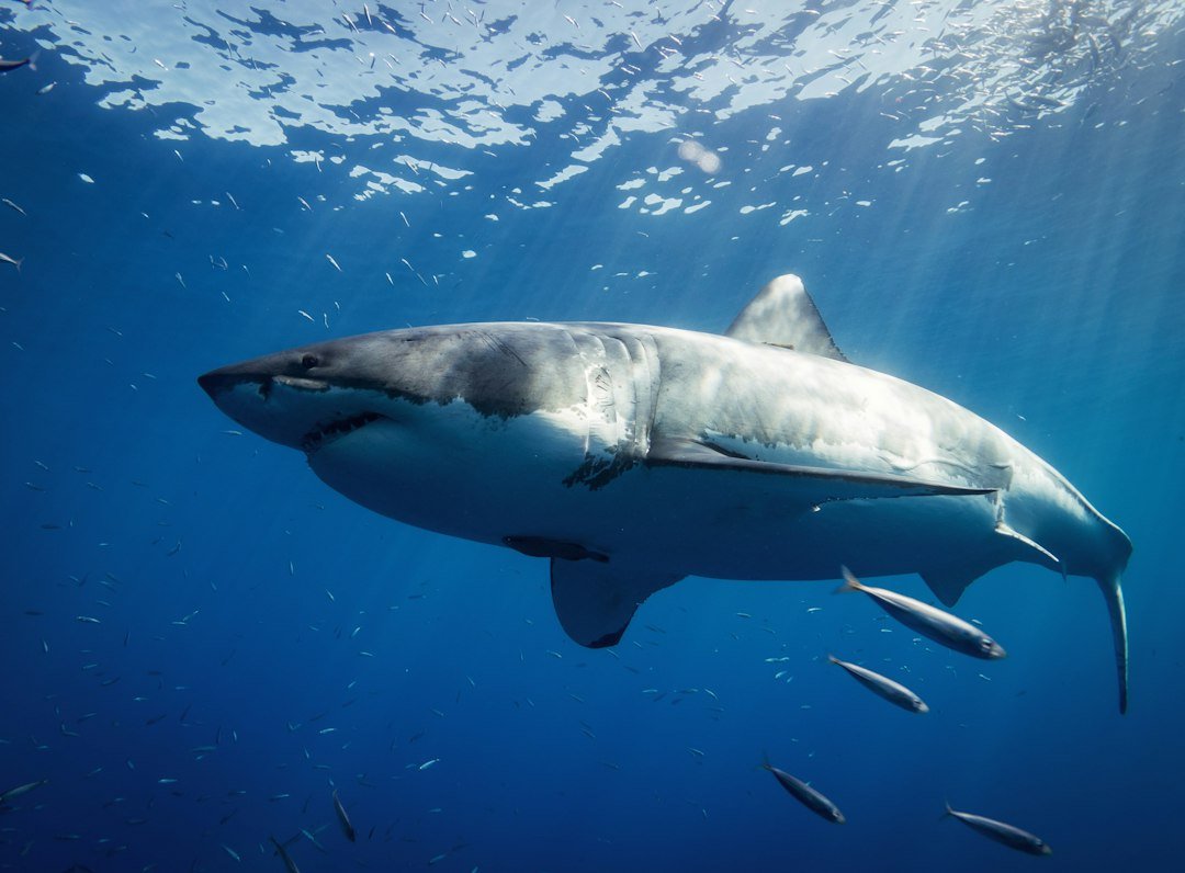Sharks' Resilience Pays Off